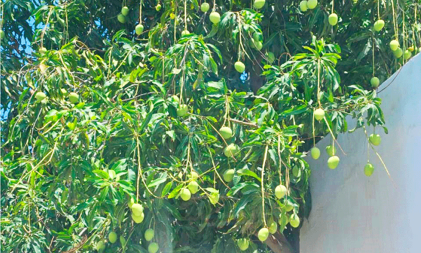Its mango season in Oman