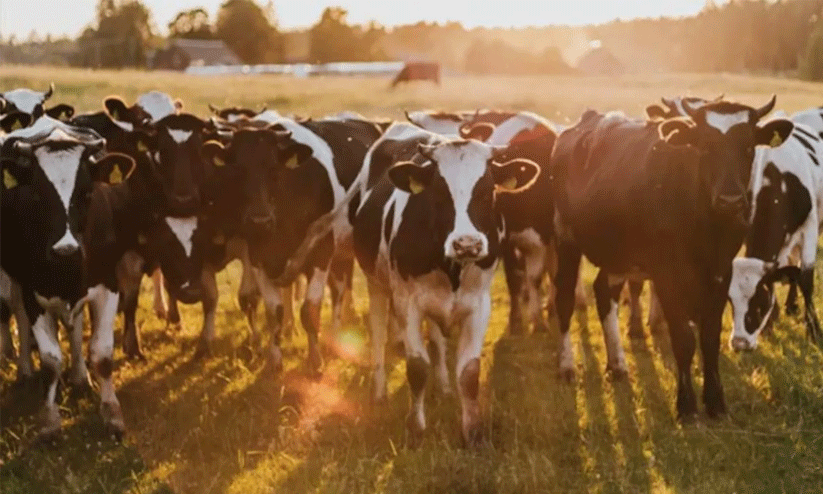 cattle death in extreme heat