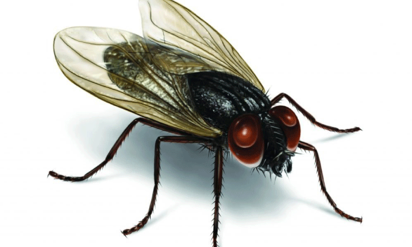 housefly