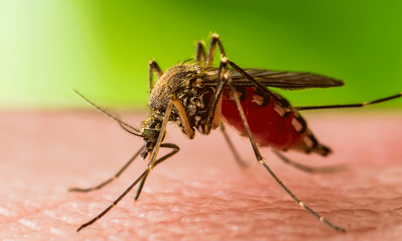 west nile