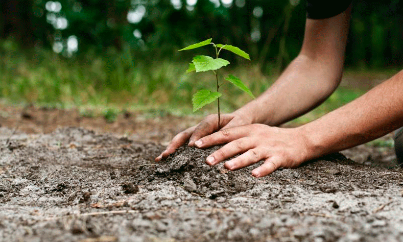 Planting wild trees; The campaign has begun