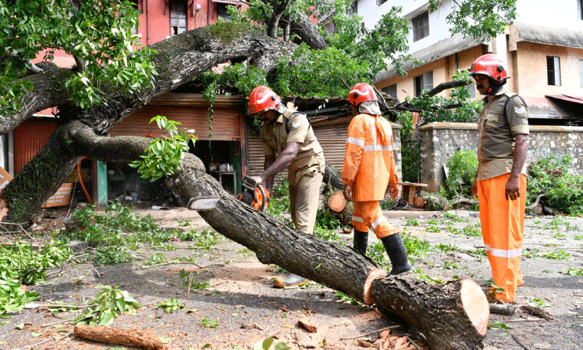 tree felling