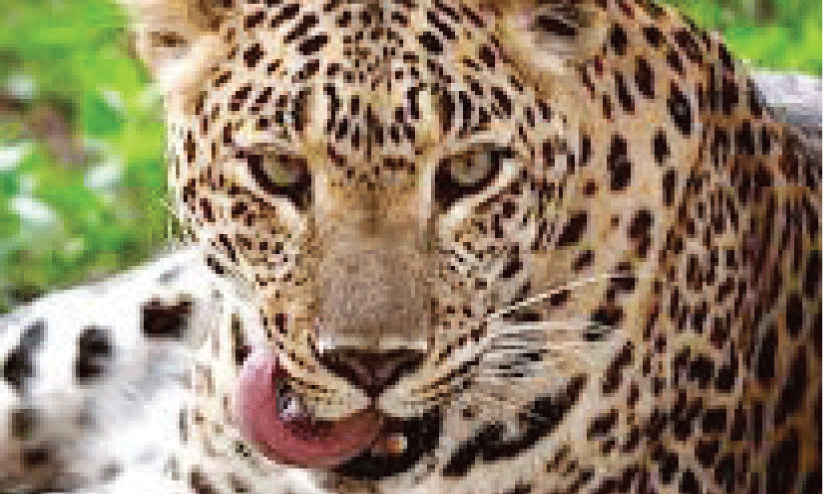 leopard