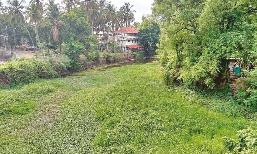 Wadakkanchery river full of weeds