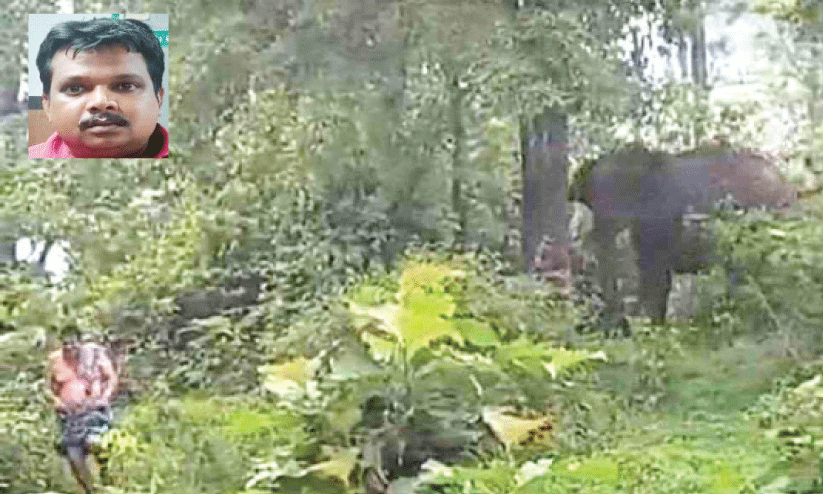 wild elephant attack