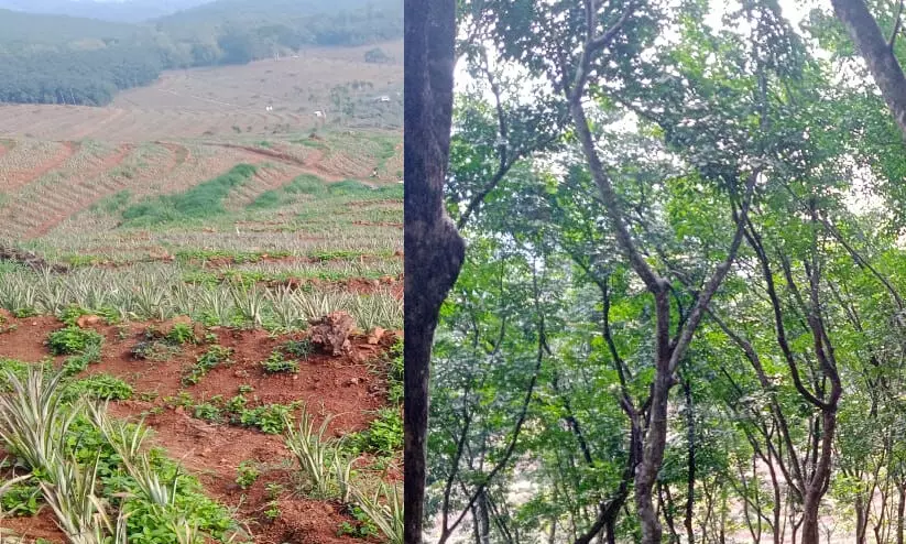 ടി.ആർ ആൻഡ് ടീ കൈവശം വെച്ചിരിക്കുന്നത് സർക്കാർ ഭൂമിയോ?