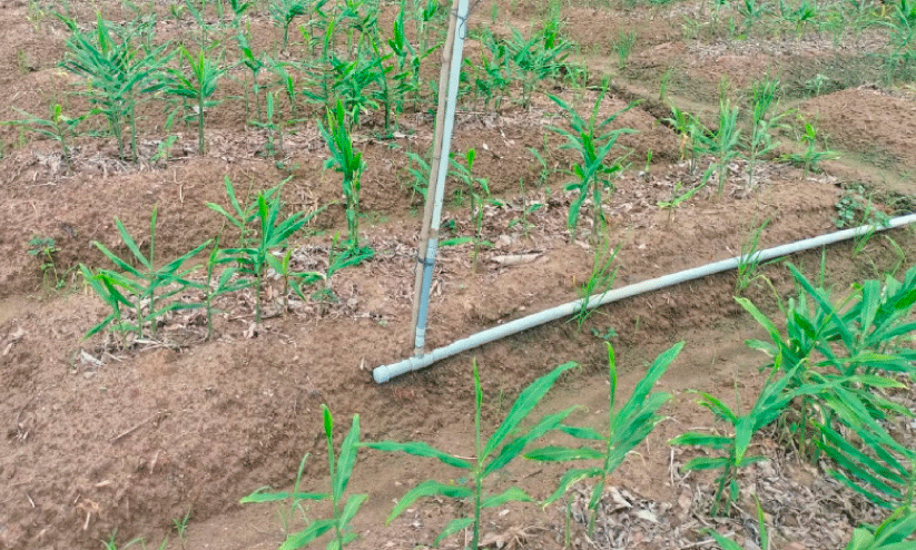 ginger cultivation