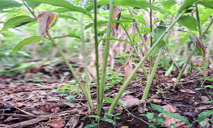 Cardamom cultivation