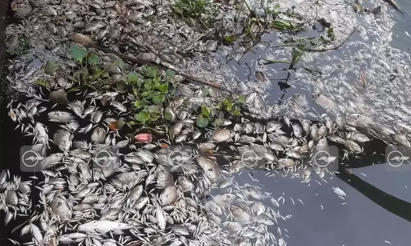 periyar fish death
