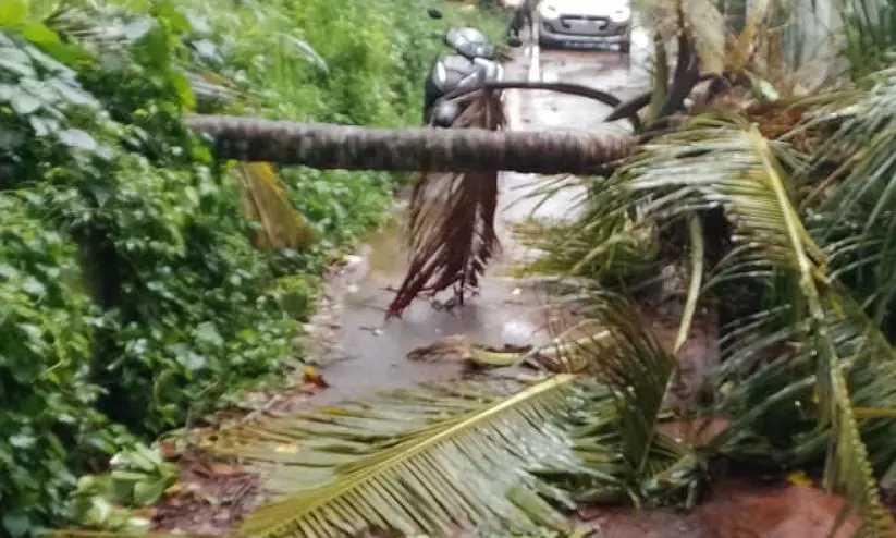 മഴ : തിരുവനന്തപുരത്ത് 11.19 ലക്ഷത്തിന്റെ കൃഷിനാശം