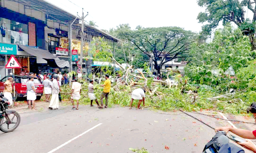 tree fell