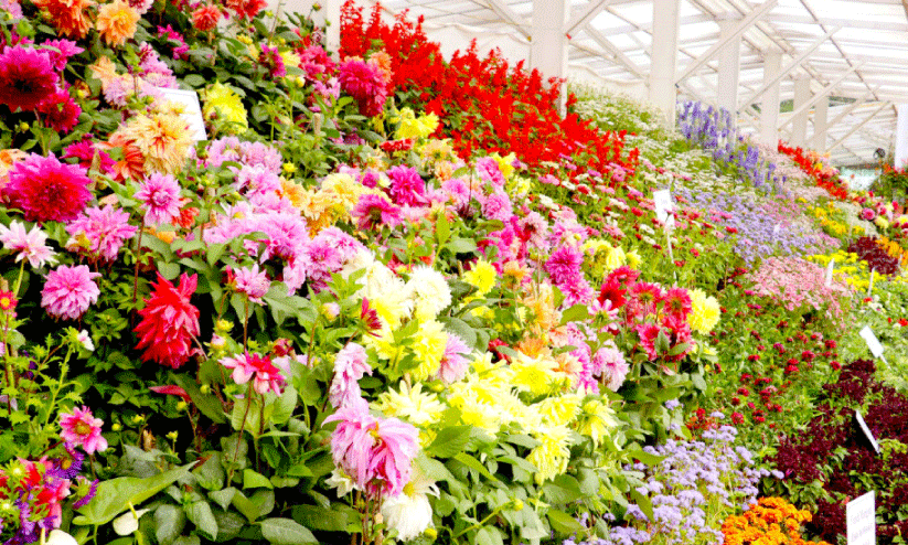 ooty flower fair