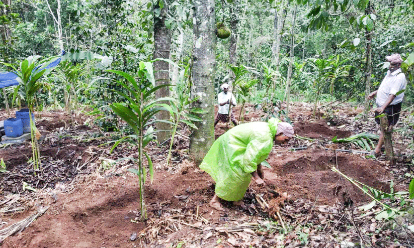 Cultivation of cardamom