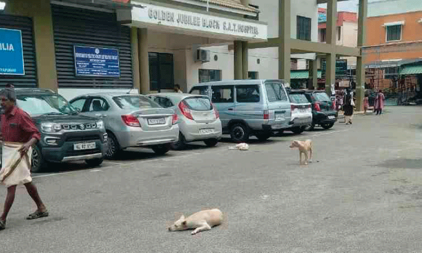 Stray dog ​​nuisance in S.A.T hospital