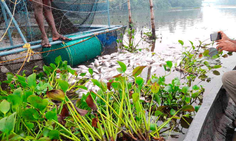 Fish die-off in Connolly Canal again