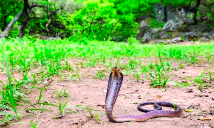 Oman snake