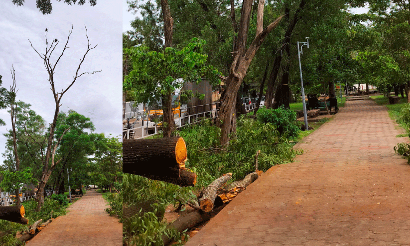 A dead tree leaning against the sidewalk