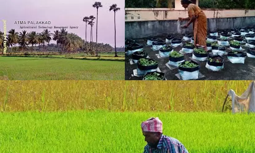 ആത്മ പദ്ധതി : ഓഡിറ്റ് നടത്തേണ്ടതില്ലെന്ന് കൃഷി ഡയറക്ടറുടെ വിചിത്ര ഉത്തരവ്