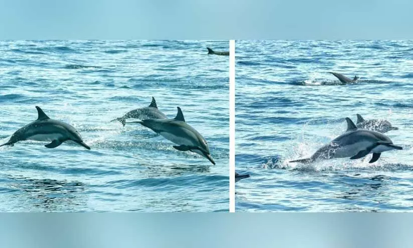 Spinner dolphins spotted in Qatari territorial waters