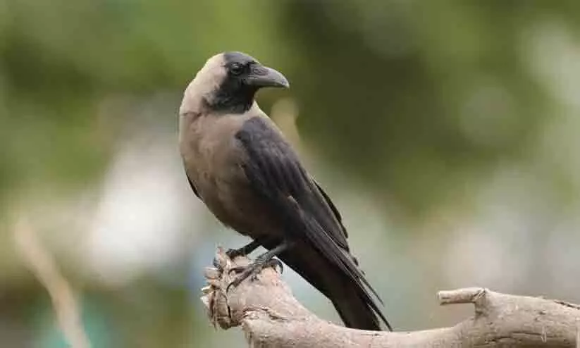 Indian crows,