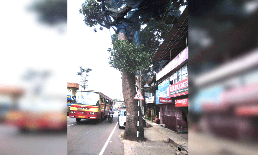 ചു​വ​ടു​ദ്ര​വി​ച്ച്​ അ​പ​ക​ടാ​വ​സ്ഥ​യി​ലാണ്​​ കൂ​റ്റ​ൻ മാവ്​; പന്തളത്തെ പൈതൃക മരങ്ങളിലൊന്ന് ഇന്ന്​ മുറിക്കും