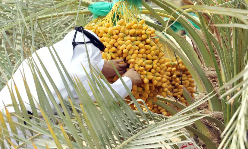 ചൂ​ടി​ന്​ മ​ധു​രം പ​ക​ർ​ന്ന്​ ‘റു​ത​ബ്​’ വി​പ​ണി സ​ജീ​വം