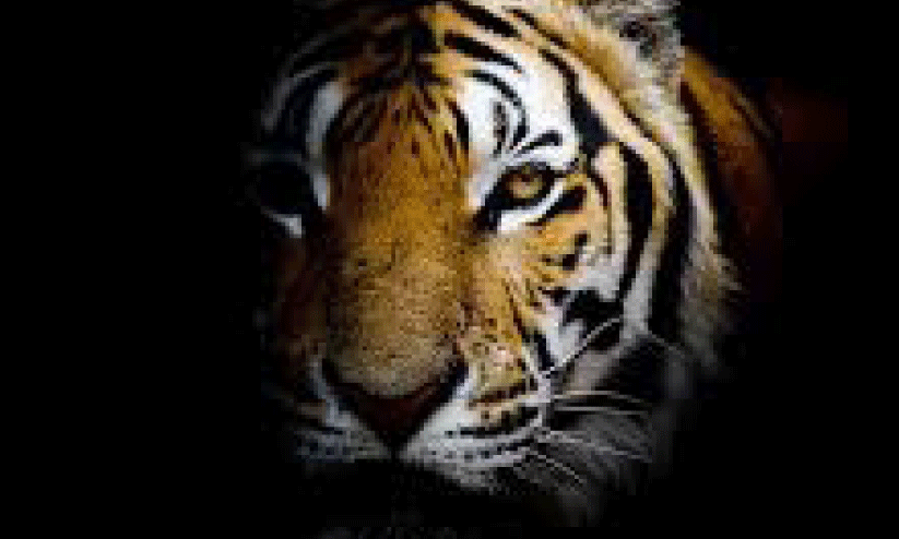 tiger menace