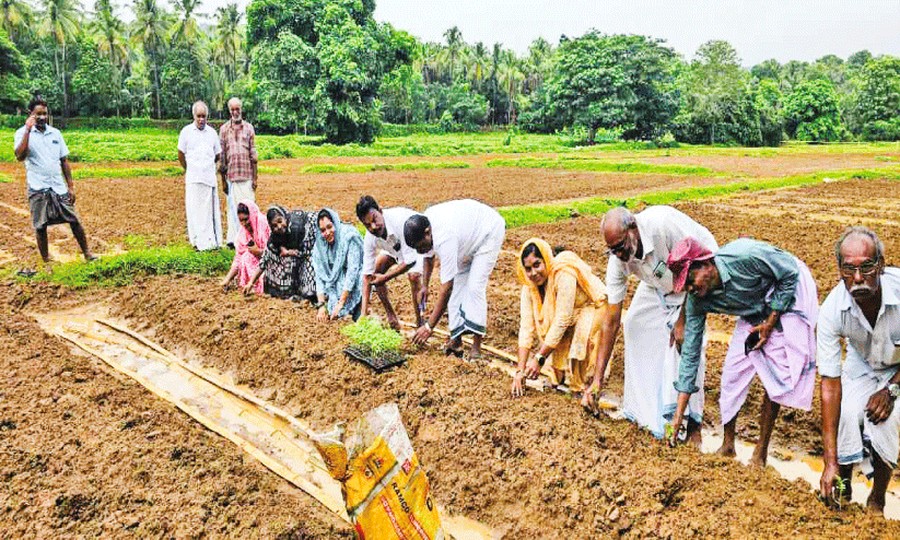 ഓ​ണ​പ്പൂ​ക്ക​ള​മൊ​രു​ക്കാ​ൻ ഒ​രു​ങ്ങി എ​ട​യൂ​ർ പ​ഞ്ചാ​യ​ത്ത്