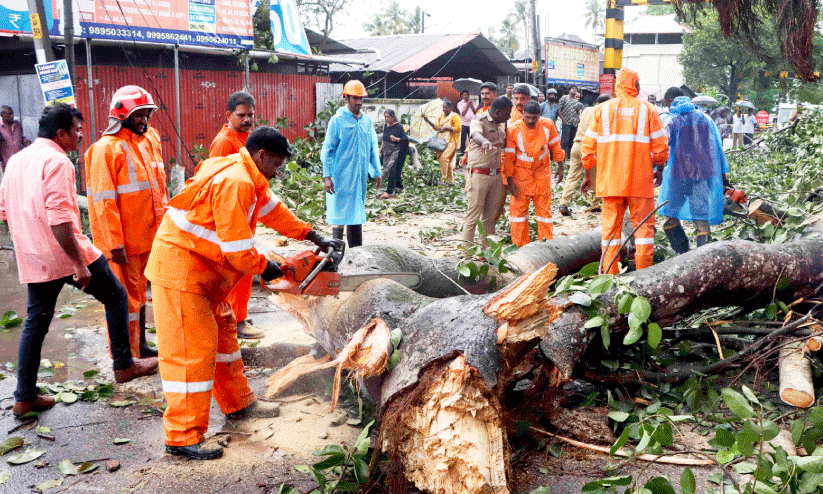 tree felling