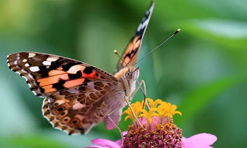 painted lady 79879