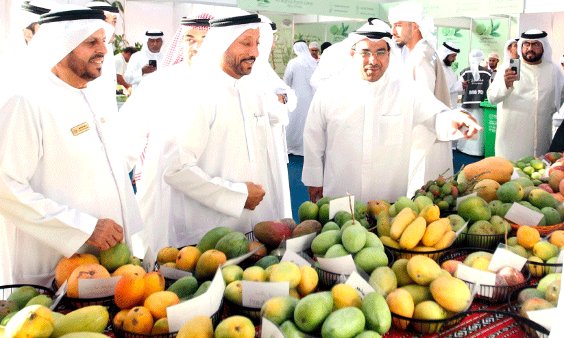 Mango Festival in Khor Fakkan