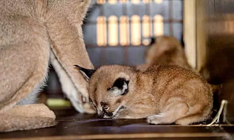 Wild kittens born at Twaifil Wildlife Sanctuary