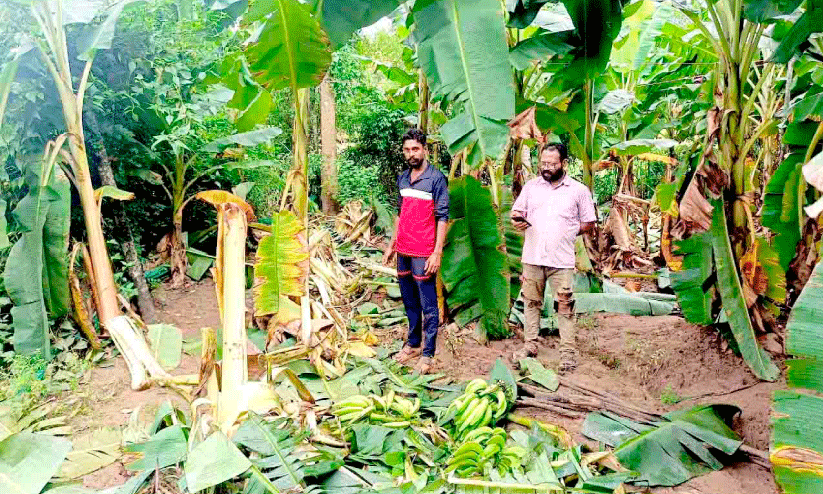 ചാ​ലി​ഗ​ദ്ദ​ക്കാ​രു​ടെ ഉ​റ​ക്കം കെ​ടു​ത്തി കാ​ട്ടാ​നക്കൂ​ട്ട​ത്തി​ന്‍റെ താ​ണ്ഡ​വം