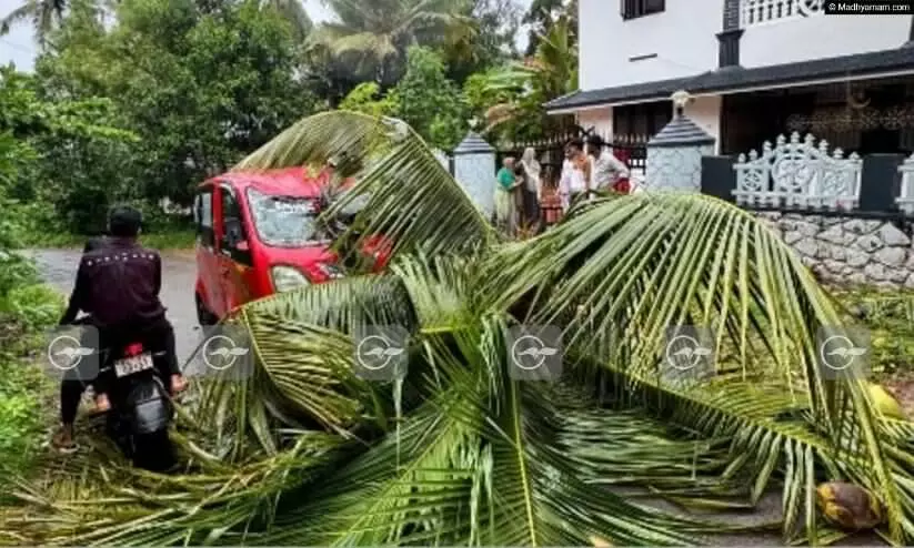 coconut tree fell on