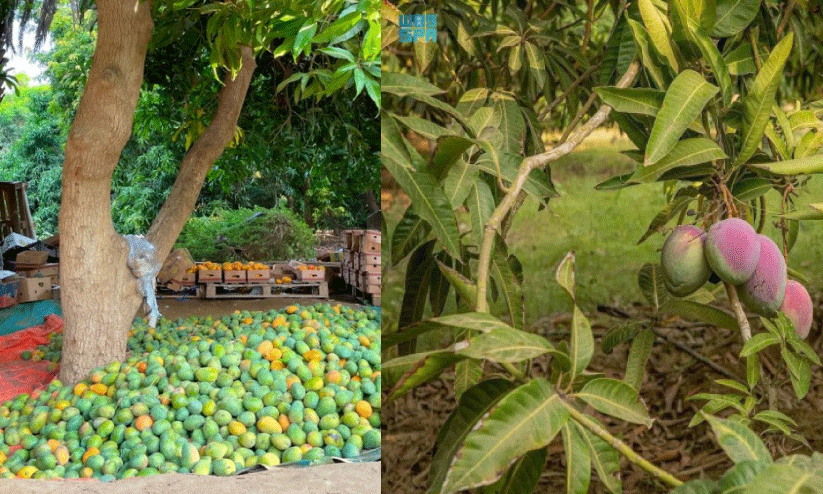 സൗ​ദി​യി​ലി​നി മ​ധു​വൂ​റം മാ​മ്പ​ഴ​ക്കാ​ല​വും; ഉ​ൽ​പാ​ദ​ന​ത്തി​ൽ സ്വ​യംപ​ര്യാ​പ്​​ത​ത നേ​ടി രാ​ജ്യം