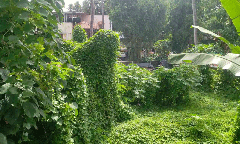Pettah railway station area covered with forest