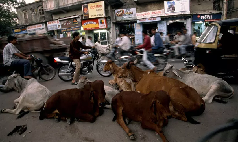 street cattle