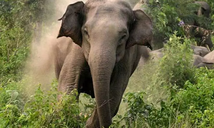 കാട്ടാന ആക്രമണത്തിൽ പരിക്കേറ്റയാൾ മരിച്ച സംഭവം; ചികിത്സാ സൗകര്യങ്ങളുടെ അപര്യാപ്തതയെന്ന് മനുഷ്യാവകാശ കമീഷൻ