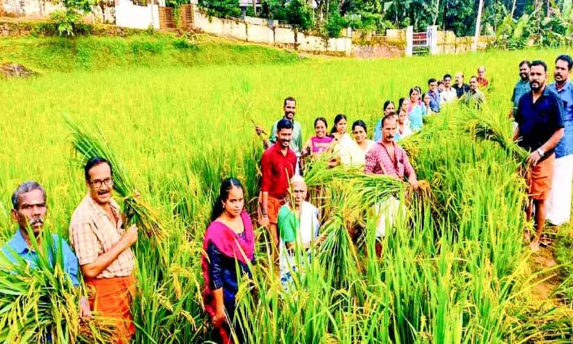 ശ​ബ​രി​മ​ല നി​റ ഉ​ത്സ​വ​ത്തി​ന് ആ​ന​മ​ങ്ങാ​ട്ടെ നെ​ൽ​ക്ക​റ്റ​ക​ൾ ത​യാ​ർ