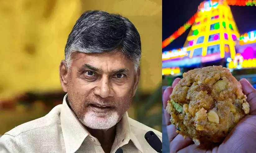 Chandrababu Naidu, Tirupati Laddu