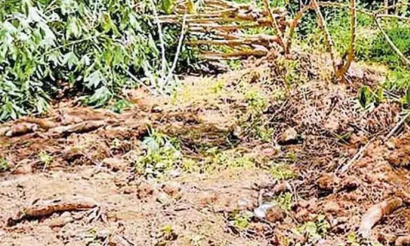 crop destroyed by wild boars