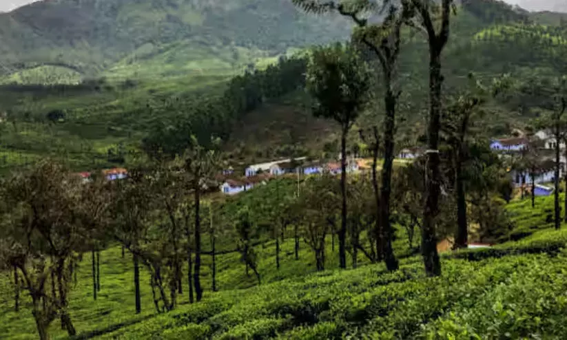 പ്ലാന്റേഷൻ വനഭൂമിയിലേക്ക് അതിക്രമിച്ചുകടക്കുന്നത് വർധിക്കുന്നു