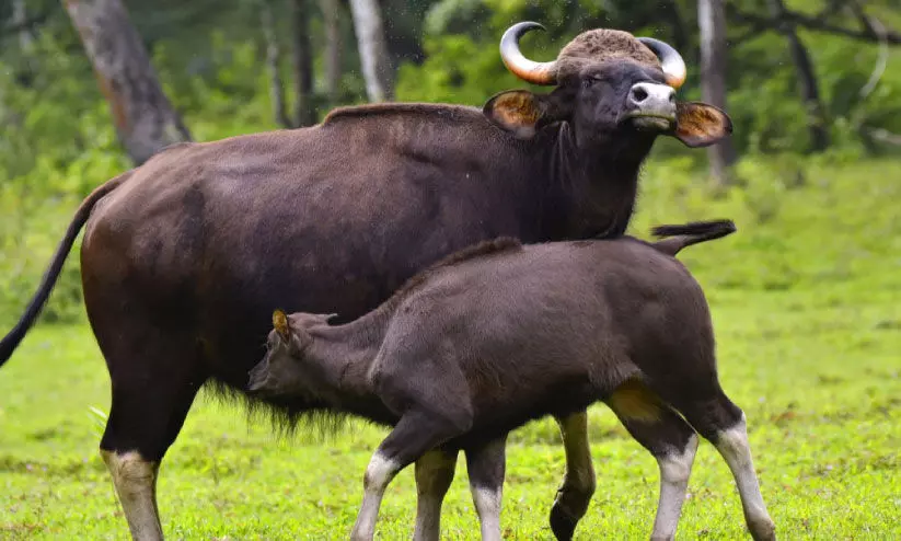 ഗ​വി​യിൽ നിന്നുള്ള ദൃശ്യം