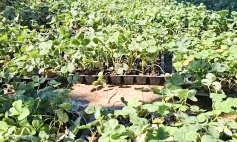 Strawberry farm in vattavad