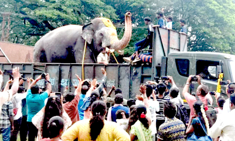 ദ​സ​റ ജം​ബോ സ​വാ​രി അ​ന​ശ്വ​ര​മാ​ക്കി​യ ആ​ന​ക​ൾ സ​ങ്കേ​ത​ങ്ങ​ളി​ലേ​ക്ക് മ​ട​ങ്ങി