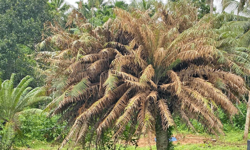 Cycas circinalis