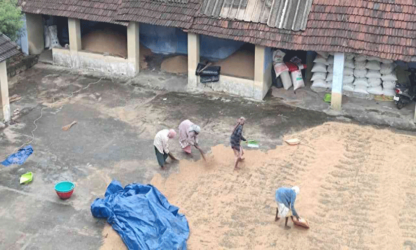 ക​തി​ര​ണി​ഞ്ഞ് പാ​ട​ങ്ങ​ൾ; ത​ക​ർ​ത്തു​പെ​യ്യുന്ന മ​ഴ​യി​ൽ ക​ർ​ഷ​ക പ്ര​തീ​ക്ഷ​ക​ൾ പൊ​ലി​യു​ന്നു