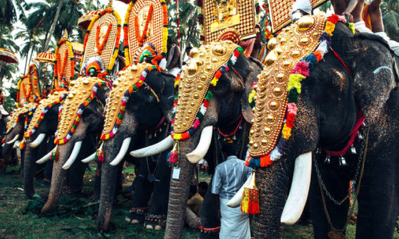 നിരത്തൊഴിഞ്ഞ്​​ നാട്ടാനകൾ