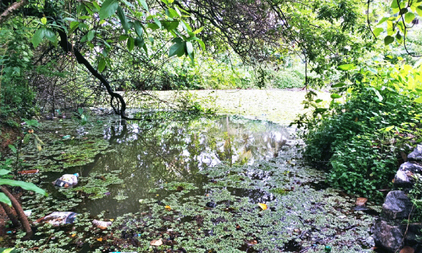 Kadiyamkulam