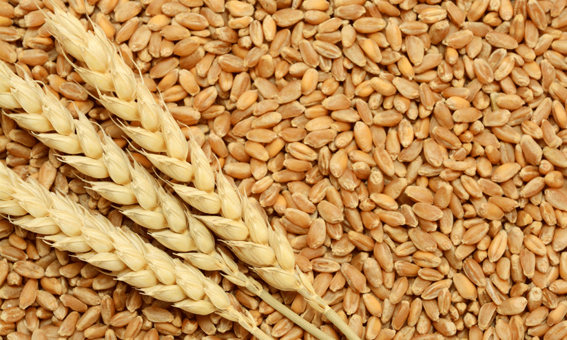 wheat